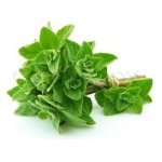 Oregano