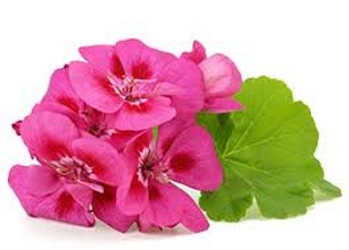 Geranium Essential Oil treats conditions like acne, insomnia, sore throat & illnesses like Alzheimer’s. It influences endocrine glands affecting circulatory, digestive, excretory, nervous & respiratory systems. Uplifts spirits; helps deal with anger, anxiety and depression