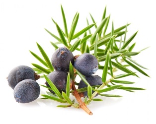 Juniper Berries