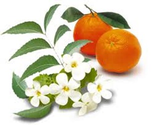 Neroli Essential Oil used daily for blood pressure, scars, treat menopausal symptoms & menstrual cramps; it acts as a tranquilizer to relax your mind, reduce acute & chronic inflammation & help with arthritis or muscular pain; it helps with insomnia and even treat a seizure 