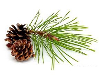 Pine Essential Oil can treat painful arthritis, gout & neuralgia; it helps with urinary tract infections, blood circulation, asthma & bronchitis; It heals cuts & scrapes, a cough or a sore throat; it opens airways for easier breathing; eliminates toxins & relieves fatigue