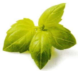 Sweet Basil Sweet Basil