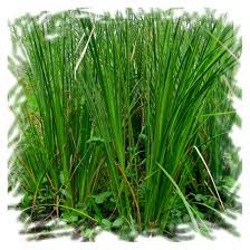 Vetiver Essential Oil can relieve feelings of depression & nervous tension as well as insomnia. Used in traditional medicine for thousands of years; in ADHD and ADD, anti-aging, arthritis, cancer, heart disease, backache, insomnia, migraine, painful menstruation & rheumatism